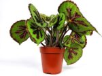 begonia masoniana rock