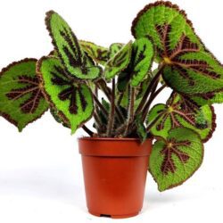 begonia masoniana rock