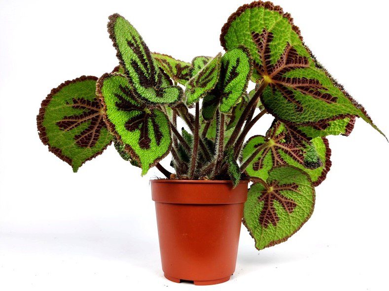 begonia masoniana rock begonia masoniana rock