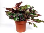 begonia rex argentea 1