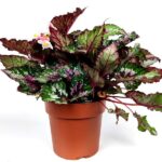 begonia rex argentea 1