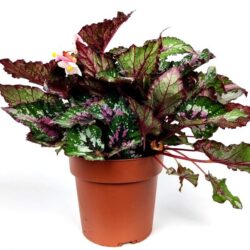 begonia rex argentea 1