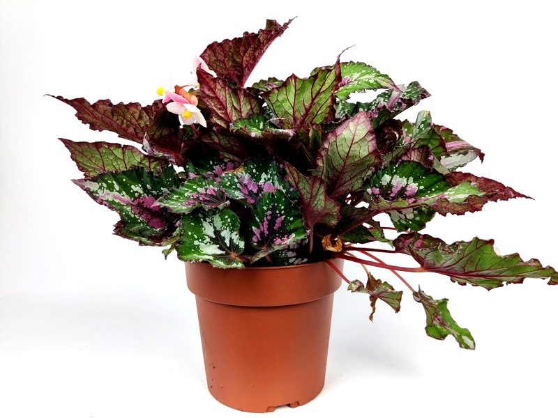 begonia rex argentea 1 begonia rex argentea 1