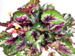 begonia rex argentea