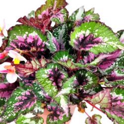 begonia rex argentea