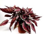 begonia rex mayne