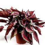begonia rex mayne