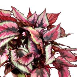 begonia rex mayne 2