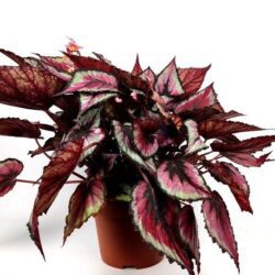 begonia rex mayne