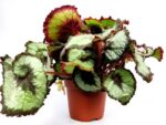 begonia rex musa 1