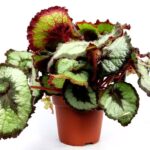 begonia rex musa 1