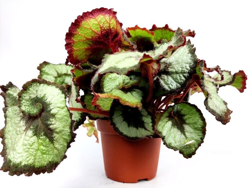 begonia rex musa 1 begonia rex musa 1