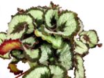 begonia rex musa
