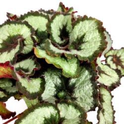 begonia rex musa
