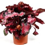 begonia rex rossonero