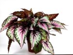begonia rex shine 1