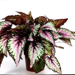 begonia rex shine 1