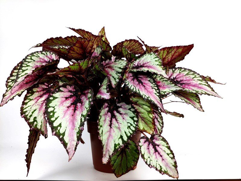 begonia rex shine 1 begonia rex shine 1