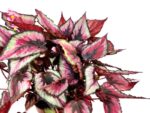 begonia rex shine