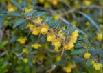 berberis frikartii amstelveen