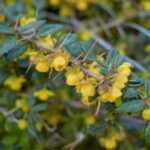 berberis frikartii amstelveen