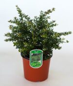 berberis frikartii amstelveen 2
