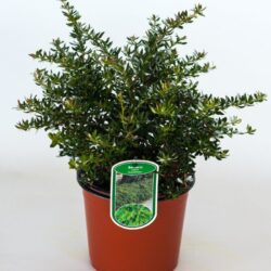 berberis frikartii amstelveen 2