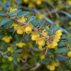 berberis frikartii amstelveen