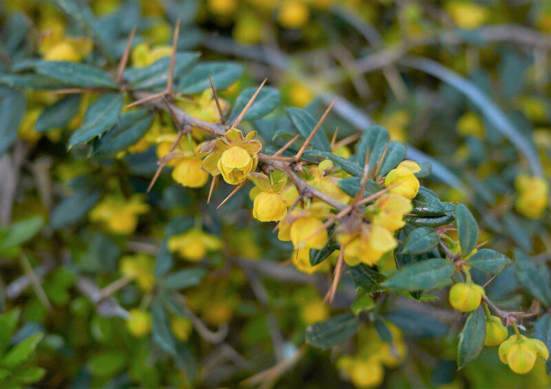 berberis frikartii amstelveen