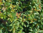berberis frikartii telstar