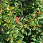 berberis frikartii telstar