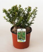 berberis frikartii telstar 2