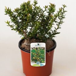 berberis frikartii telstar 2