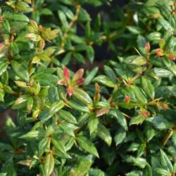 berberis frikartii telstar
