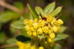 berberis julianae