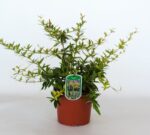 berberis julianae 2