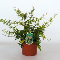 berberis julianae 2