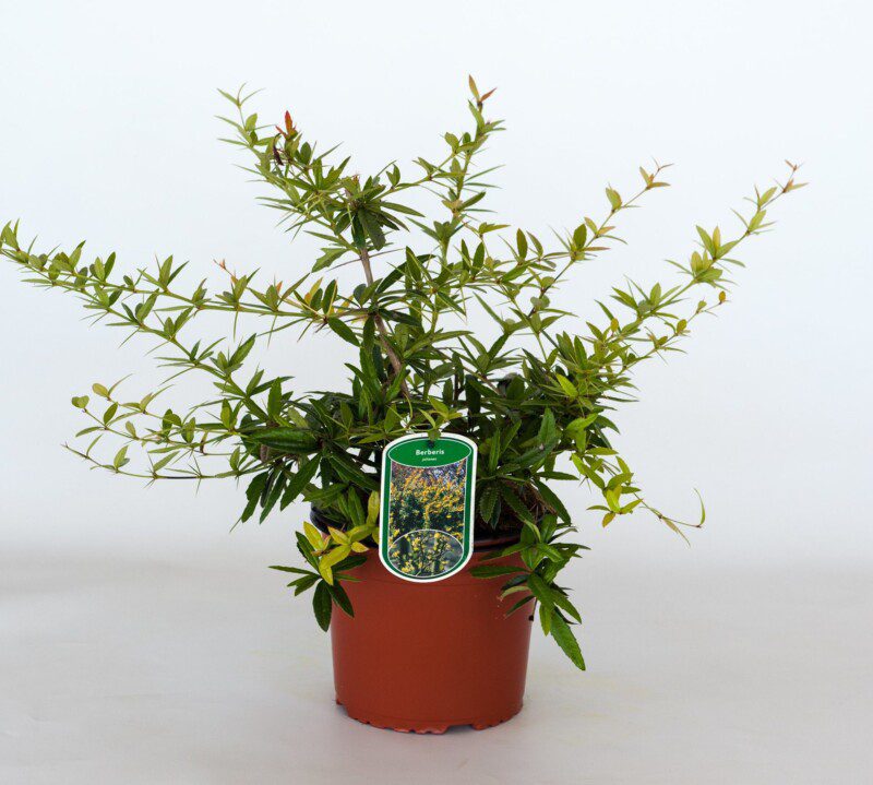 berberis julianae 2