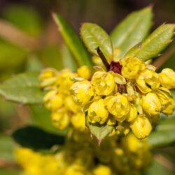 berberis julianae