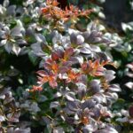 berberis media red jewel