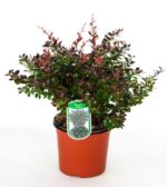 berberis media red jewel 2