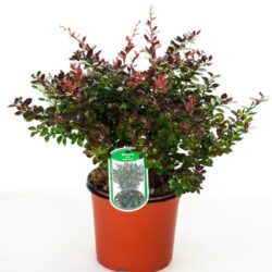 berberis media red jewel 2