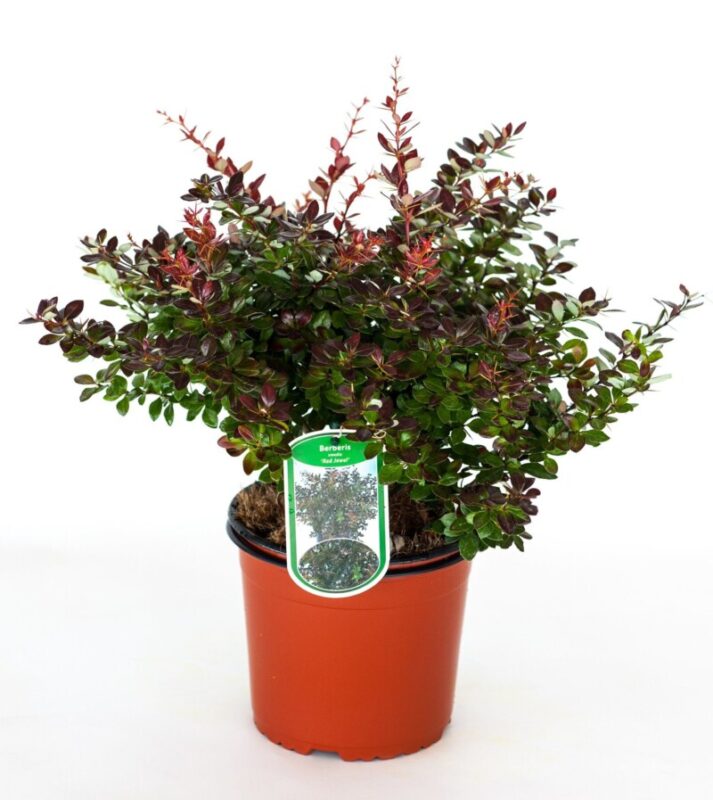 berberis media red jewel 2