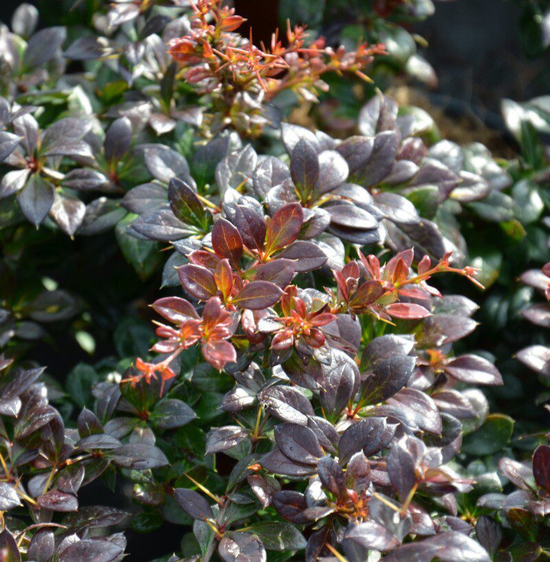berberis media red jewel berberis media red jewel
