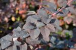 berberis ottawensis superba 1