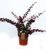 berberis ottawensis superba