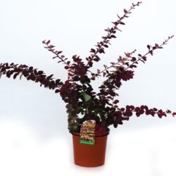 berberis ottawensis superba