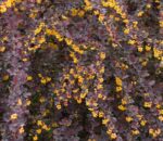 berberis ottawensis superba 3