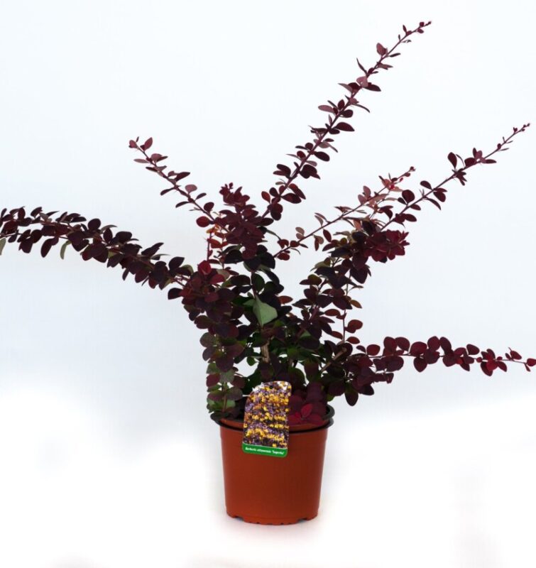 berberis ottawensis superba
