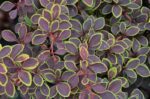 berberis thunbergii admiration 1